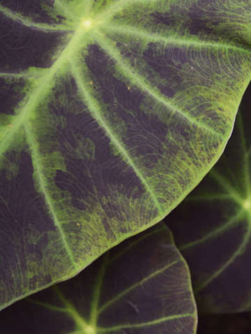 Elephant ear study
