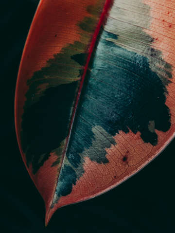 Ficus leaf study