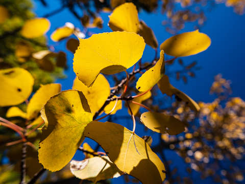 Aspens in your face