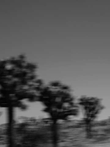 Joshua tree 2