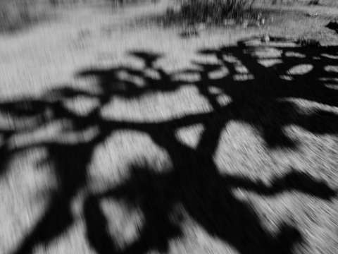 Shadow