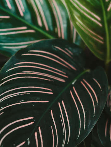 Calathea leaves