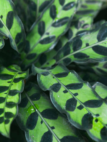 Calathea leaves ll