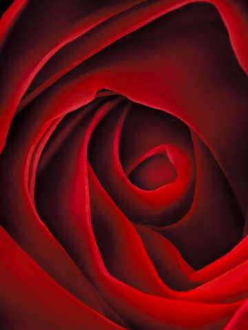 Kiss from a rose