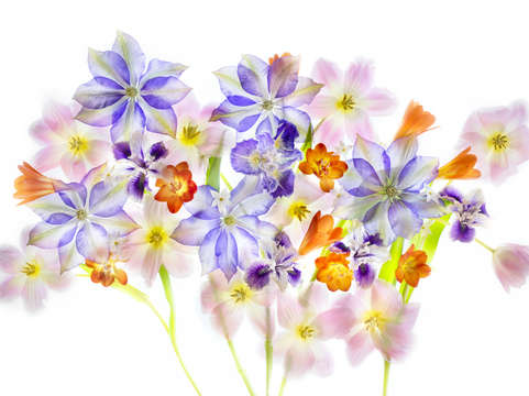 Pale garden