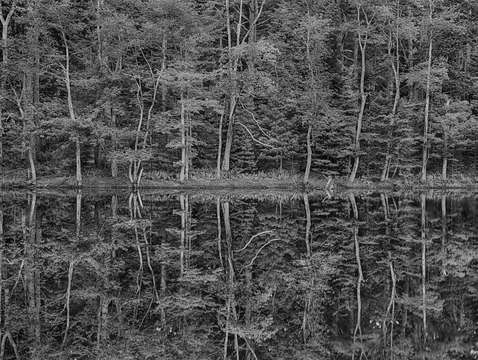 Reflections in the maine woods