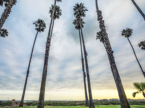 A santa barbara palms sunset
