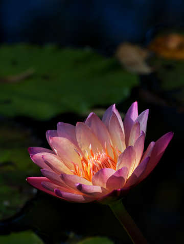 Water lily 8
