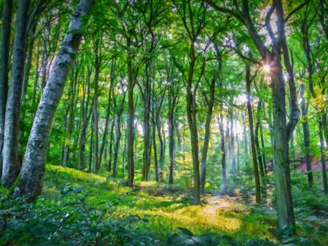 Emerald forest
