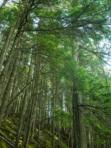 Mossy forest