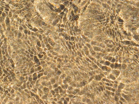 Sands of puerto pe asco 16