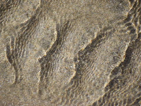 Sands of puerto pe asco 35