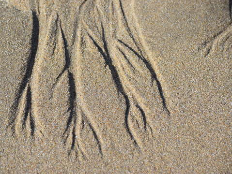 Sands of puerto pe asco 39