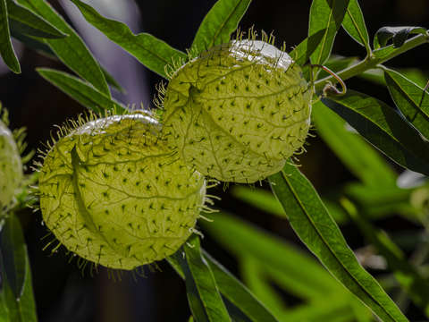 Ballon cotton bush