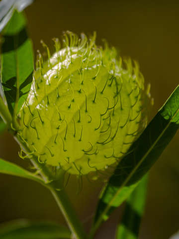 Ballon cotton bush 2