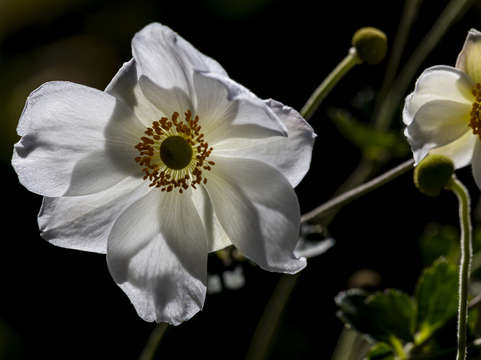 Anenome