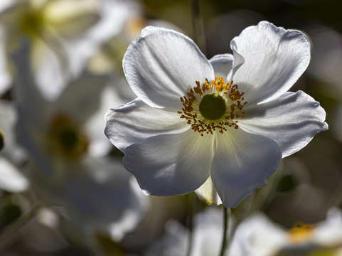 Anenome 2