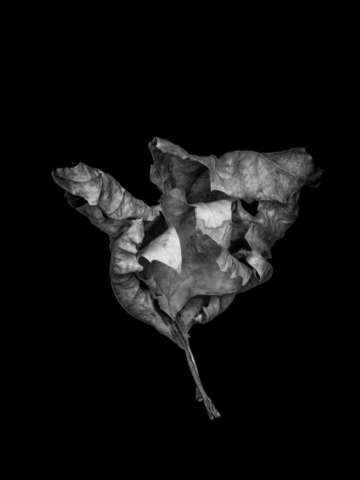 Leaf study i