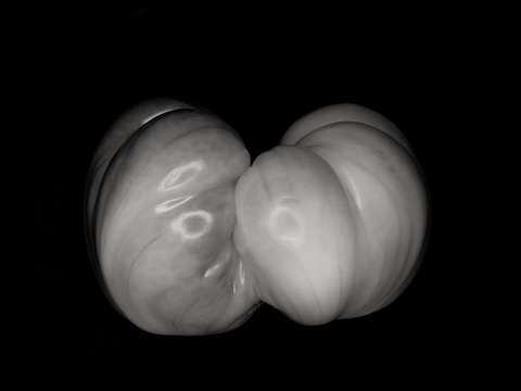 Tomato study