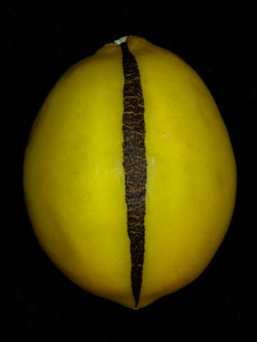 Lemon study