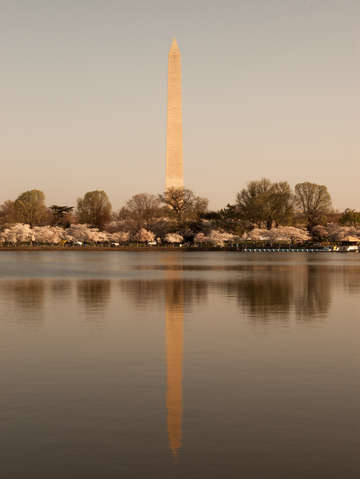 Washington monument with cherry blossoms