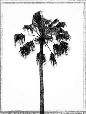 Palm 3