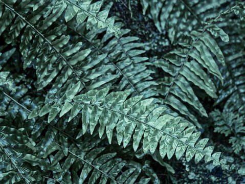 Ethereal fern