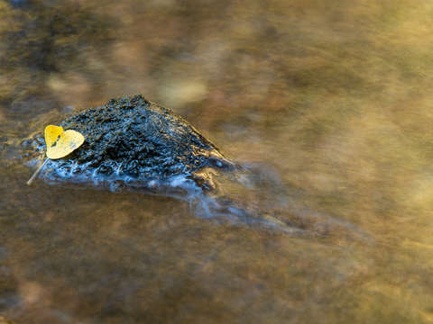 Fall reflection and leaf
