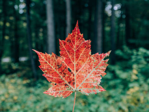 Rare red maple