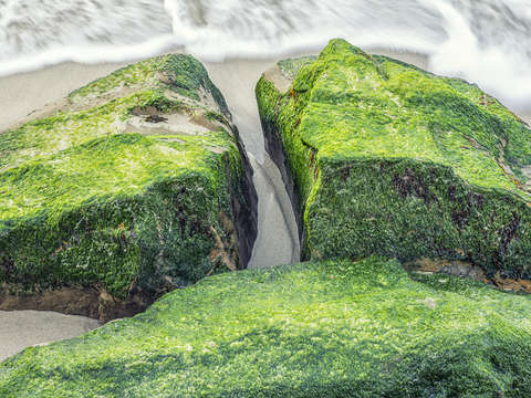 Covered in green la jolla