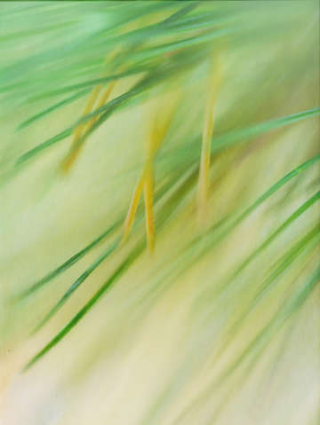 Fall pine needles in the wind