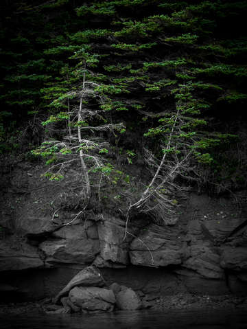 Two trees diverge