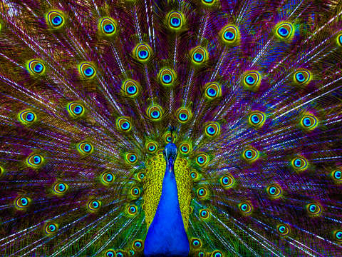 Peacock 2