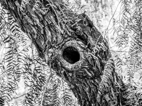Tree with leaves