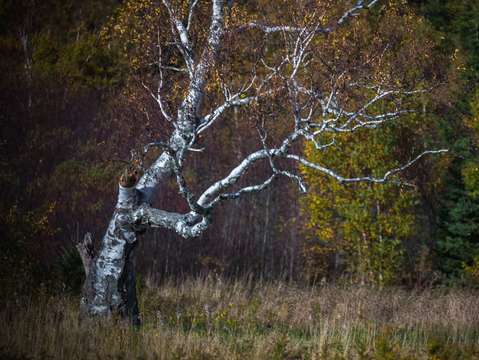 Birch foliage