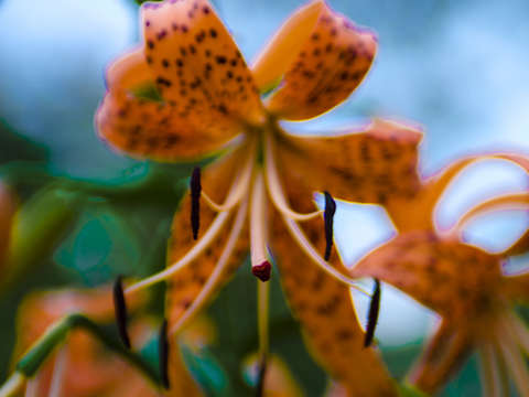 Tiger lily