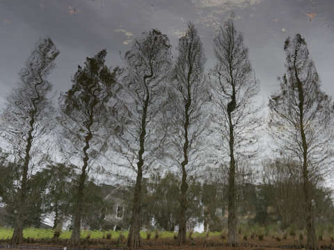 Beneath the mighty cypress trees