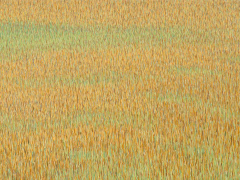 Grasslands 362