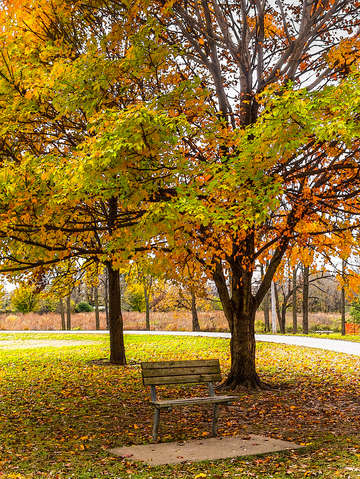 Autumn view bench