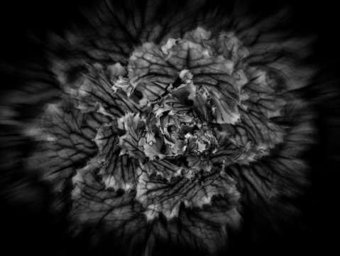 Backyard flowers in black and white 42 flow versio