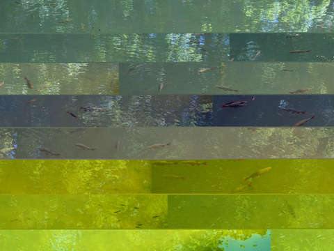 Pond paradise 00657