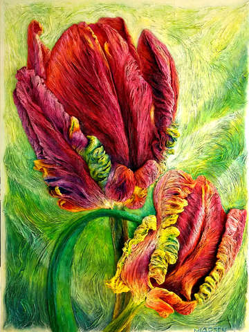 Parrot tulips