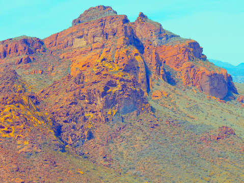 Bravest saguaro