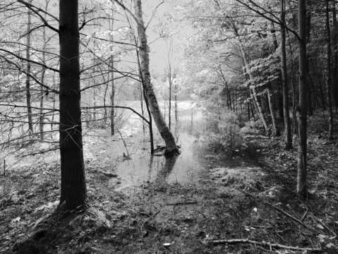 Hypereutrophic august
