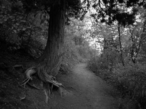 Gnarled rootsdesolation trail