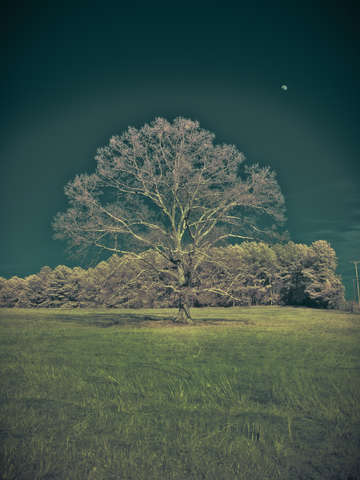 Rite of spring vii