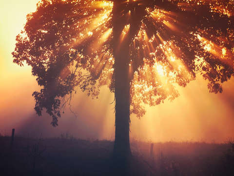 Golden epiphany