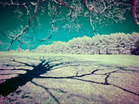 Rite of spring x