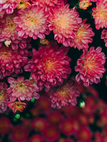 October flowers