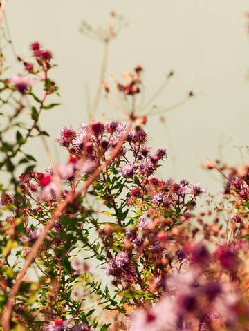 Autumn fields 2